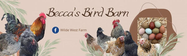 Becca's Bird Barn