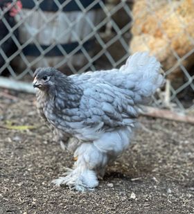 Blue Cochin Pullets